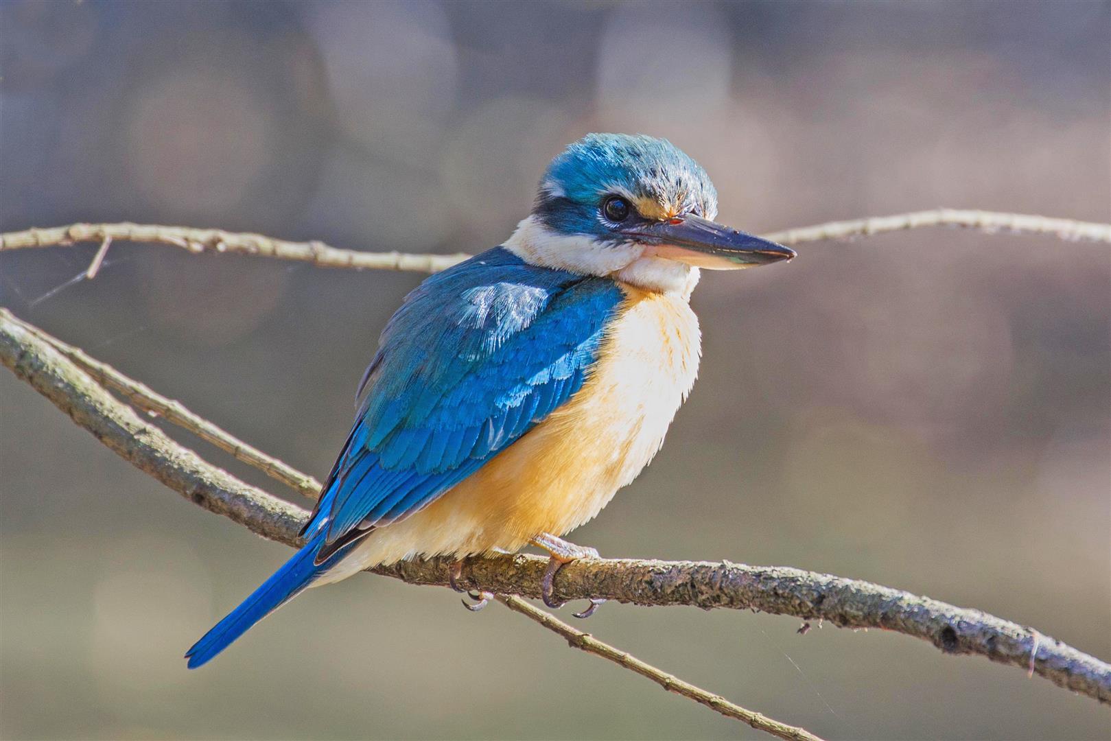 Sacred Kingfisher. Photo Mike Peisley.