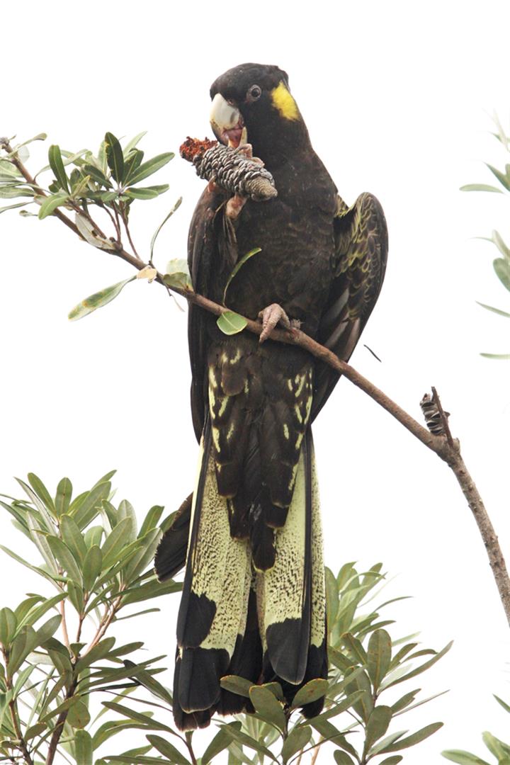 Yellow-tailed Black Cockatoo. Photo Ross Naumann.