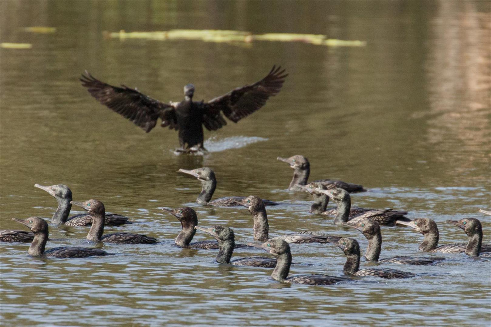 Little Black Cormorants. Photo Mike Peisley.