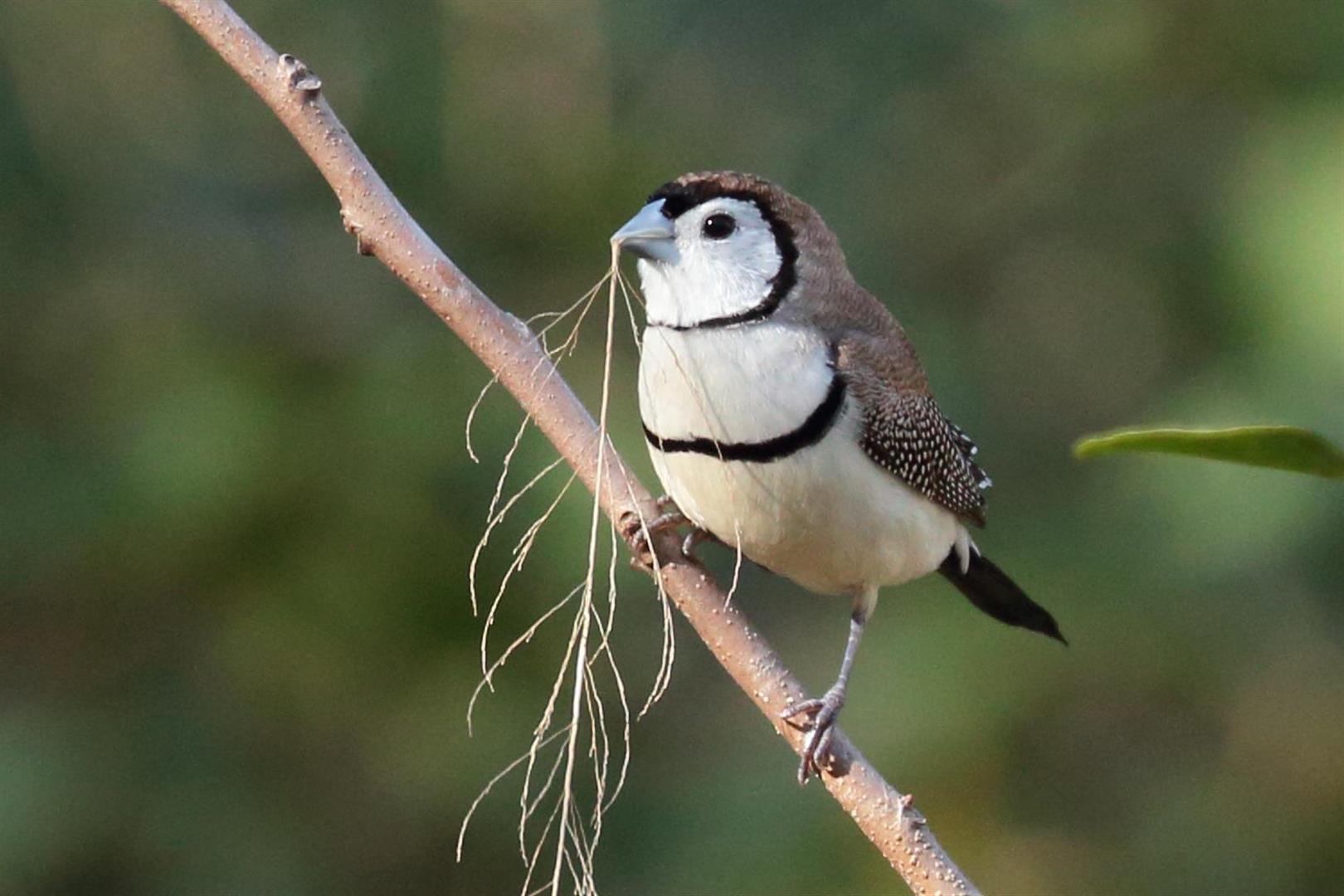 Double-barred Finch. Photo Mike Peisley.