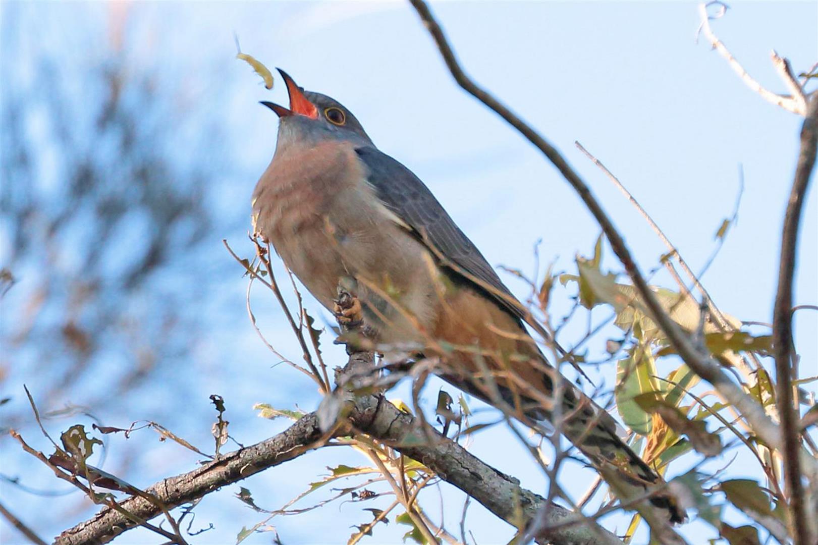 Fan-tailed Cuckoo. Photo Mike Peisley.