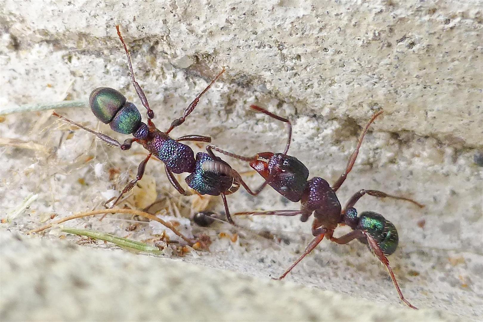 Green Ants. Photo Mike Peisley.