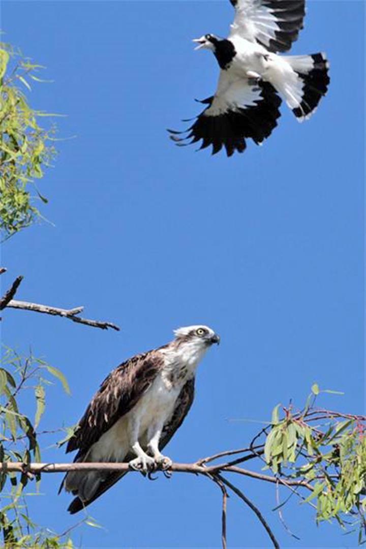 Osprey and Mud-lark. Photo Ross Naumann.