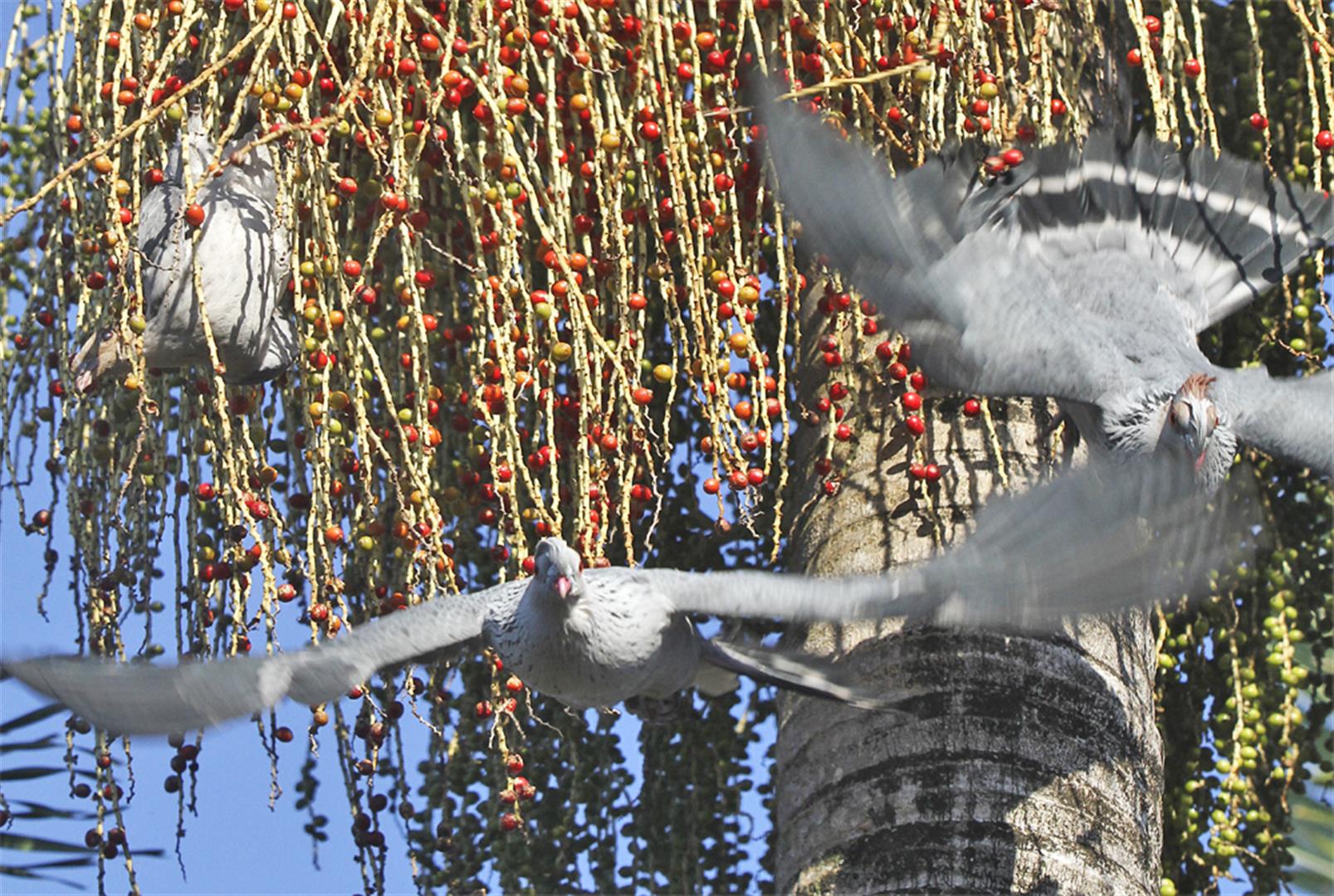 Top-knot Pigeons. Photo Ross Naumann.