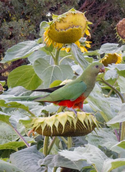 Sunflowers, Queens Park Botanic gardens 2014.