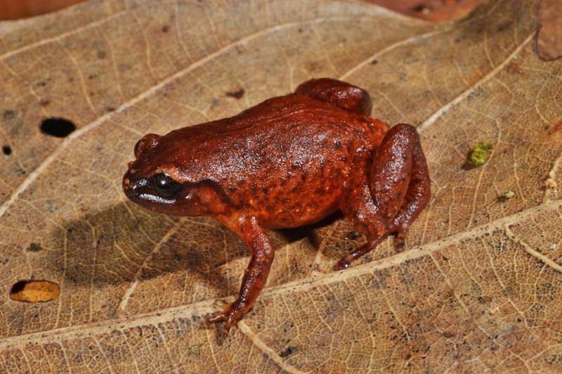 A.robusta.Millaa-Millaa.-Qld.