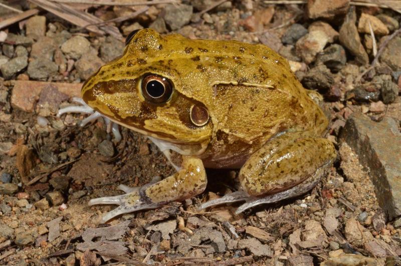 C.novaehollandiaeMareeba.Qld_.