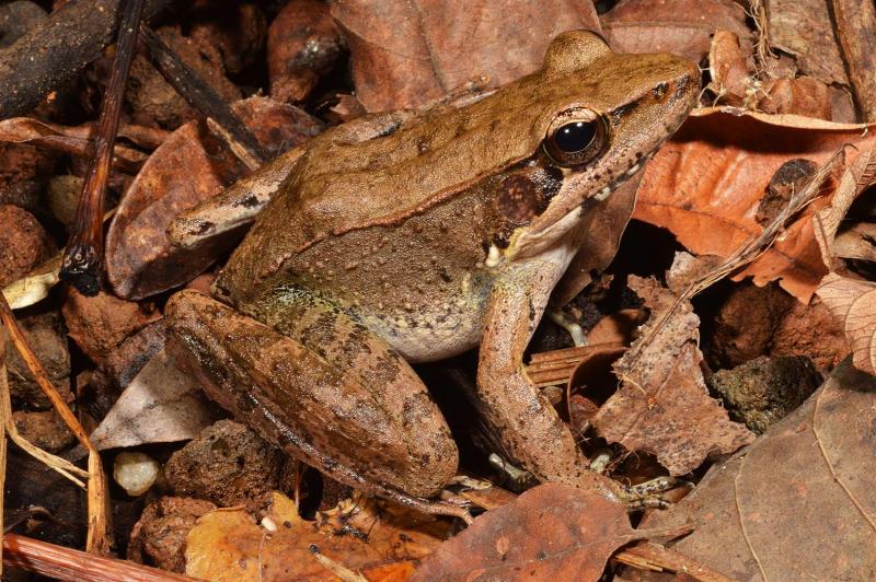 H.daemeliKurandaQld.