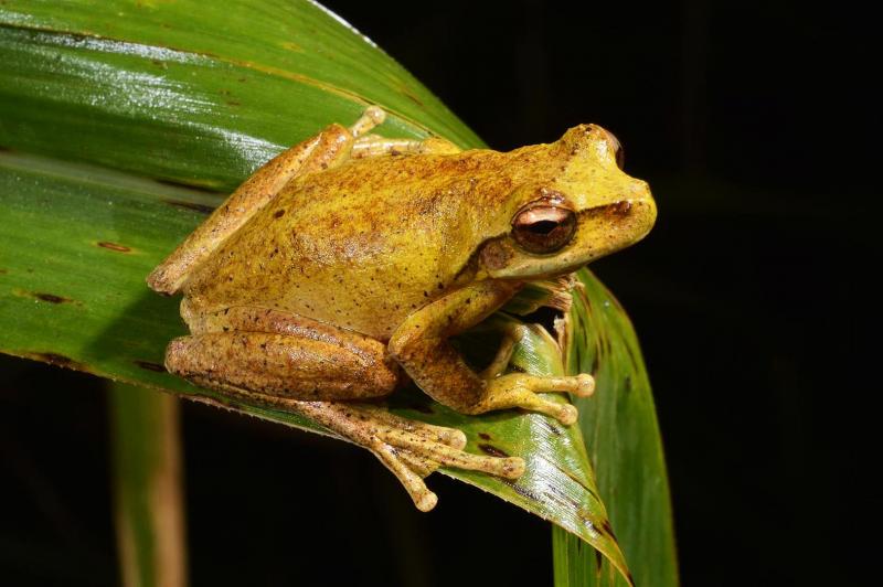 L.revelataMillaa-MillaaQld.