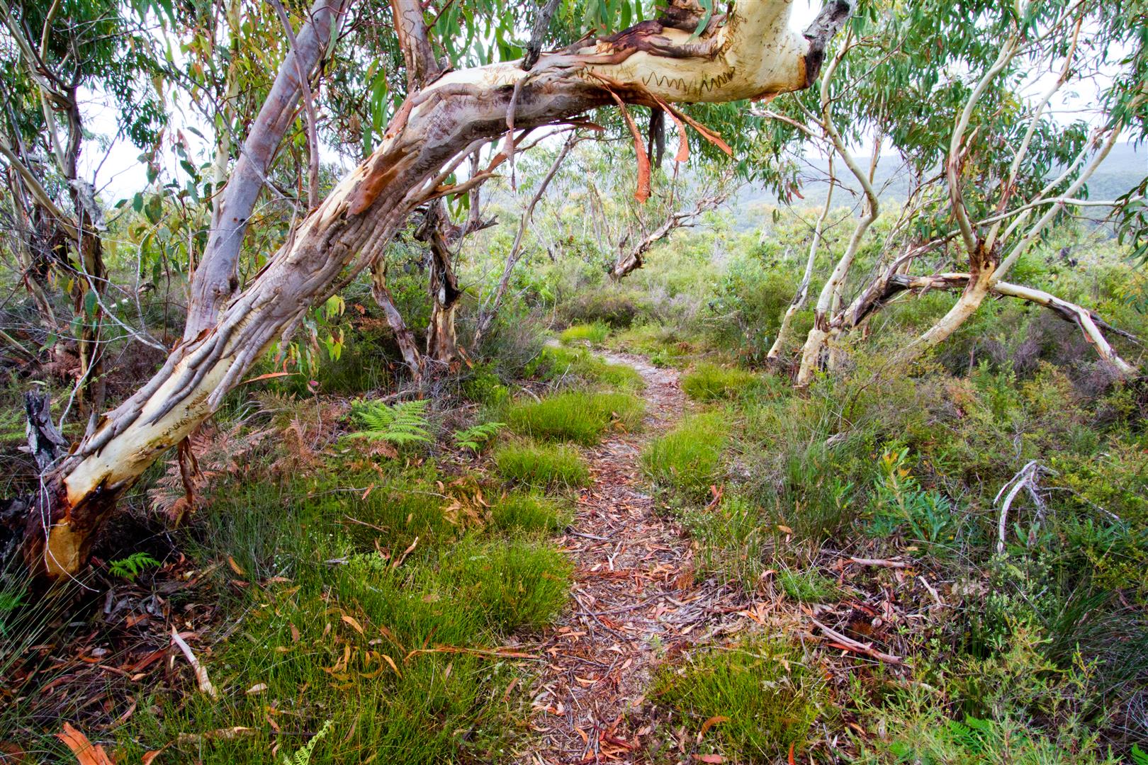 The path to Neembeeba Lookout, Karboora section of the island's national park.