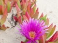 Pigface, Flinders Beach