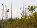 Golden-headed Cisticola, Eighteen Mile Swamp