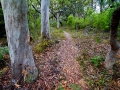 The path to Neembeeba Lookout, Karboora section of the island's national park.