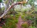 The path to Neembeeba Lookout, Karboora section of the island's national park.