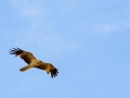 Whistling Kite, Main Beach