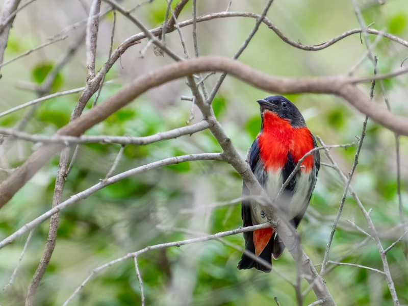 Highwoods, Jimbour. Rod Hobson, Martin Ambrose, Wes Jenkinson, James and Peter Sparshott, Mark Weaver, Toowoomba Field Naturalists. Mistletoebird (Dicaeum hirundinaceum)