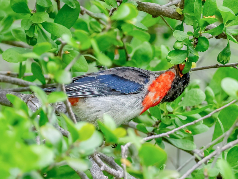 Highwoods, Jimbour. Rod Hobson, Martin Ambrose, Wes Jenkinson, James and Peter Sparshott, Mark Weaver, Toowoomba Field Naturalists. Mistletoebird (Dicaeum hirundinaceum)