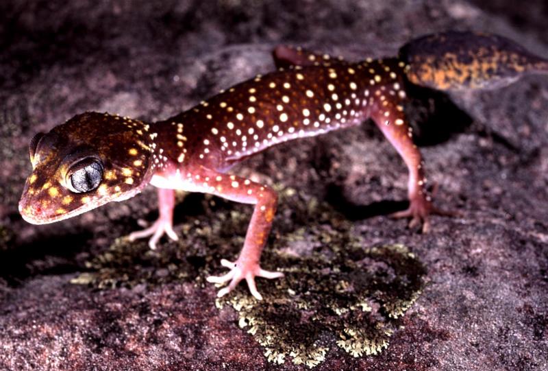 Thick-tailed Gecko, Underwoodisaurus millii.