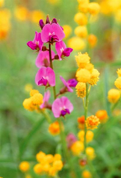 Mount Moffatt wildflowers.