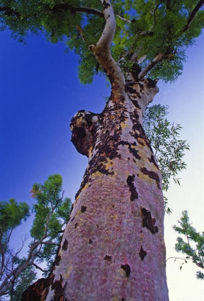 Rusty Apple (Angophora), Mt Moffatt.