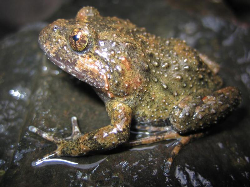 Tusked Frog (Adelotus brevis).