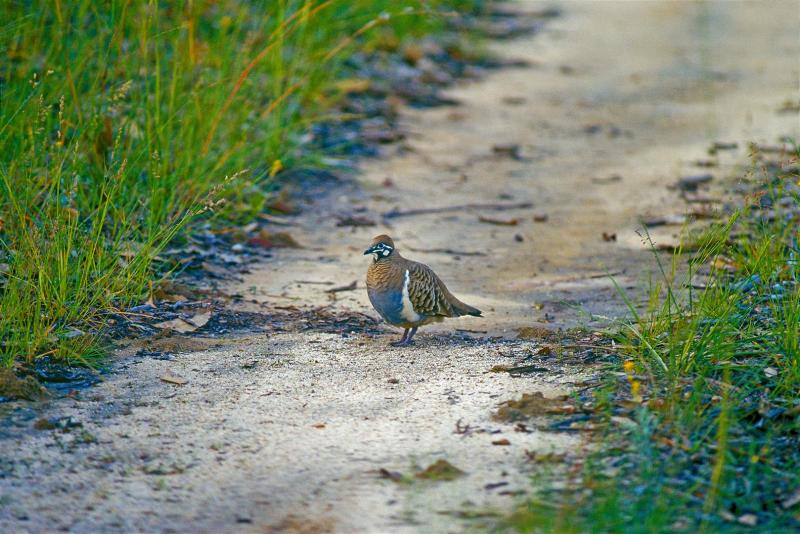 Squatter Pigeon.