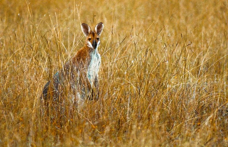 Red-necked Wallaby.