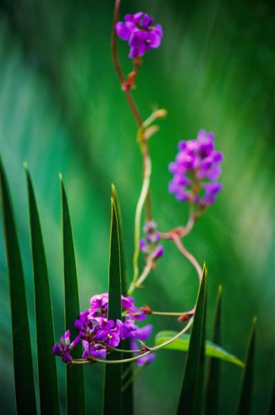 Hardenbergia on Macrozamia moorei, Consuelo Tableland.