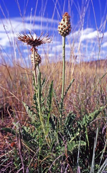 Austral cornflower, Stemmacantha australis.