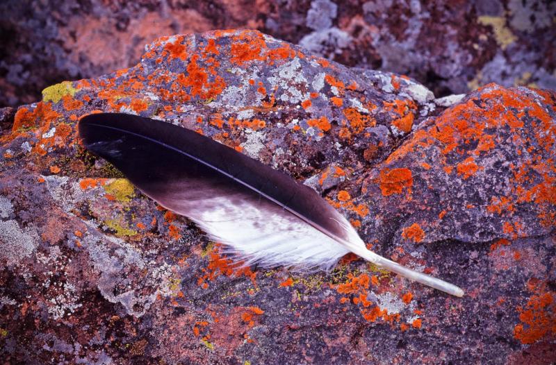 Wedge-tailed Eagle feather, Tyson's Nugget.