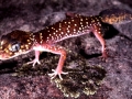 Thick-tailed Gecko, Underwoodisaurus millii.