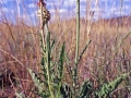 Austral cornflower, Stemmacantha australis.