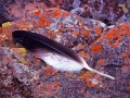 Wedge-tailed Eagle feather, Tyson's Nugget.