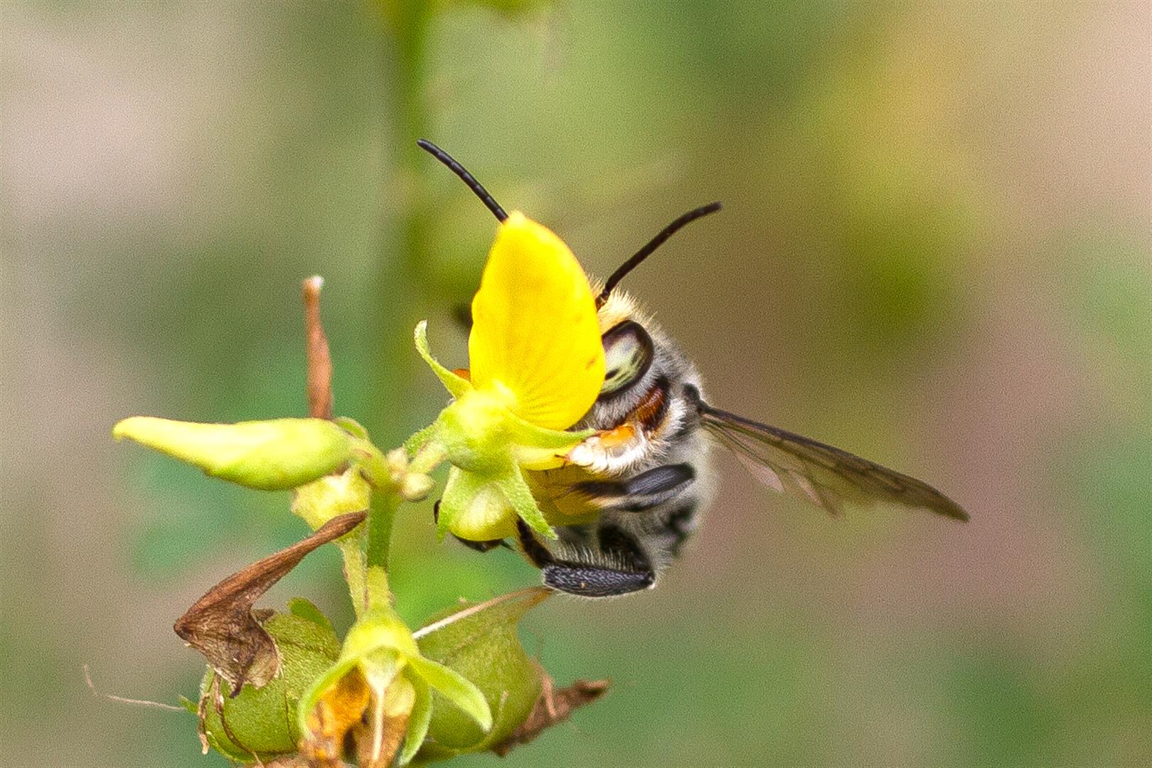 Leafcutter Bee (Megachile sp.), Carnarvon National Park.