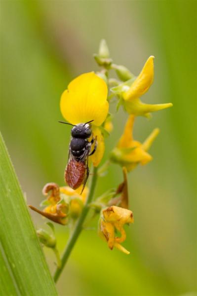 Unidentified native bee, Carnarvon National Park