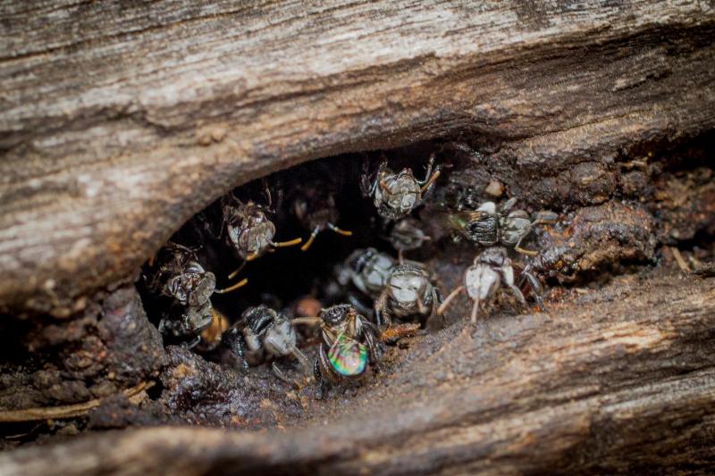 Stingless Bees(Trigona sp.), Carnarvon National Park.