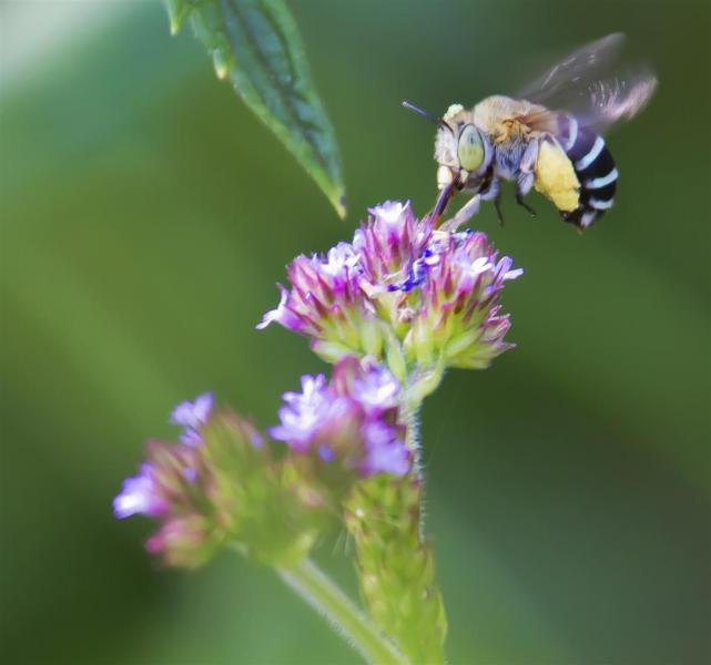 Blue-banded Bee (Amegilla sp.), Rockmount.