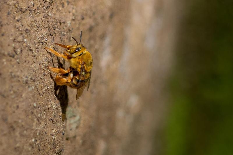 Teddy Bear Bee (Amegilla sp.), Redwood Park, Toowoomba.