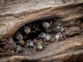 Stingless Bees(Trigona sp.), Carnarvon National Park.