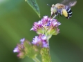 Blue-banded Bee (Amegilla sp.), Rockmount.