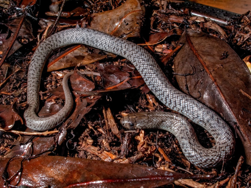 Spotted black snake (<i>Pseudechis guttatis</i>). R. Ashdown