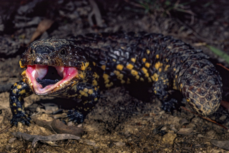 Shingleback (<i>Tiliqua rugosa</i>). R. Ashdown