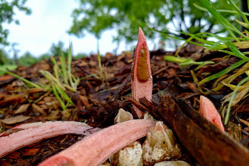 <i>Lysurus mokusin</i>. Queens Park, Toowoomba.