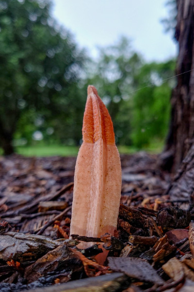 <i>Lysurus mokusin</i>. Queens Park, Toowoomba.