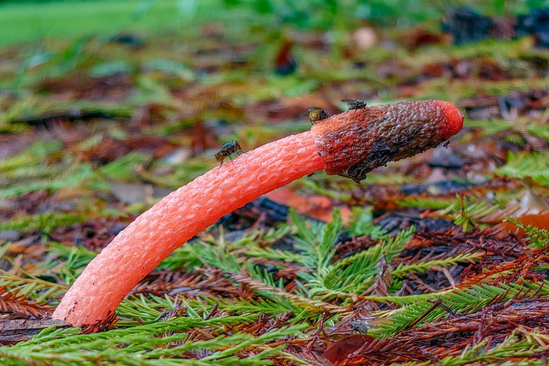 <i>Phallus rubicundus</i>. Queens Park, Toowoomba.