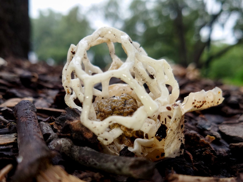 Basket Fungus (<i>Ileodictyon gracile</i>). Queens-Park, Toowoomba. Remnants of the 'egg' inside the base of the basket and above that the brown slime (gleba) that attracts flies.