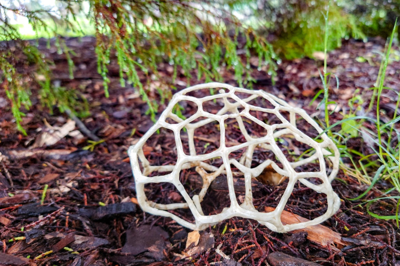 Basket Fungus (<i>Ileodictyon gracile</i>). Queens-Park, Toowoomba.