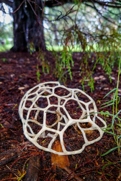 Basket Fungus (<i>Ileodictyon gracile</i>). Queens-Park, Toowoomba.