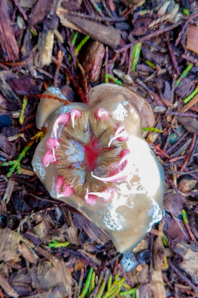 <i>Aseroe rubra</i>. Queens Park, Toowoomba.