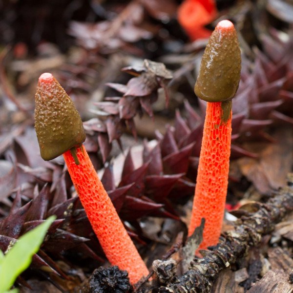 <i>Phallus rubicundus</i>. Queens Park, Toowoomba.